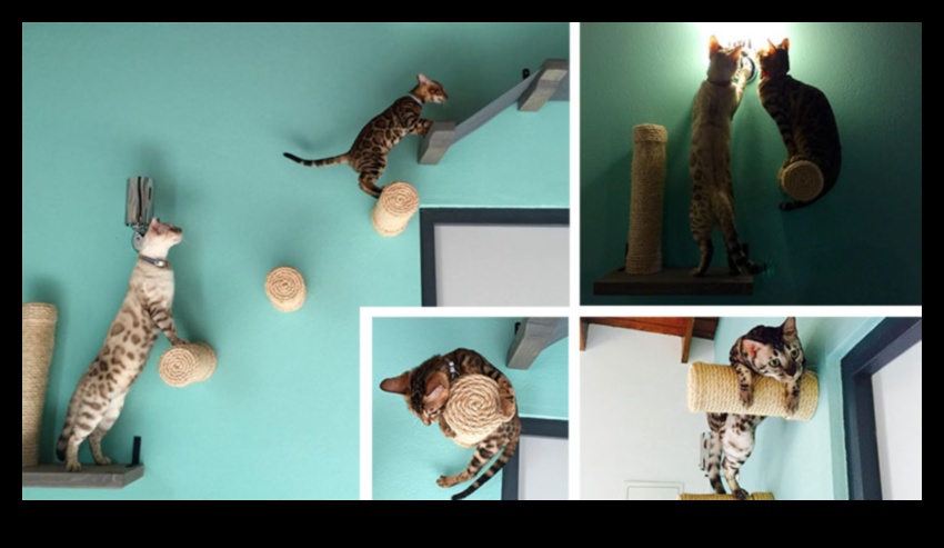 דירות חתולים: יצירת מרחבים אנכיים לחקר חתולים
