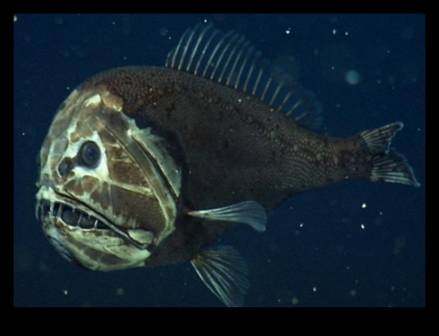 תעלומות כחולות עמוקות: תופעות מוזרות במעמקי האוקיינוס