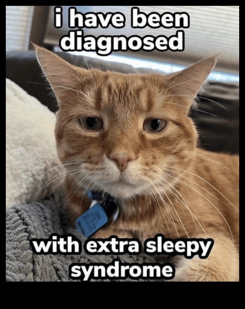 צחוקים קטסטרופיים: ממים ורגעים של חתול מצחיקים