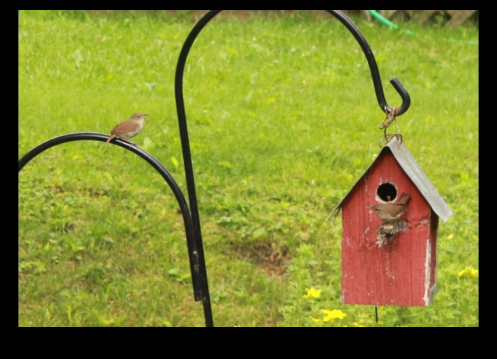 עונת הקינון: טיפים ליצירת גנים ידידותיים לציפורים