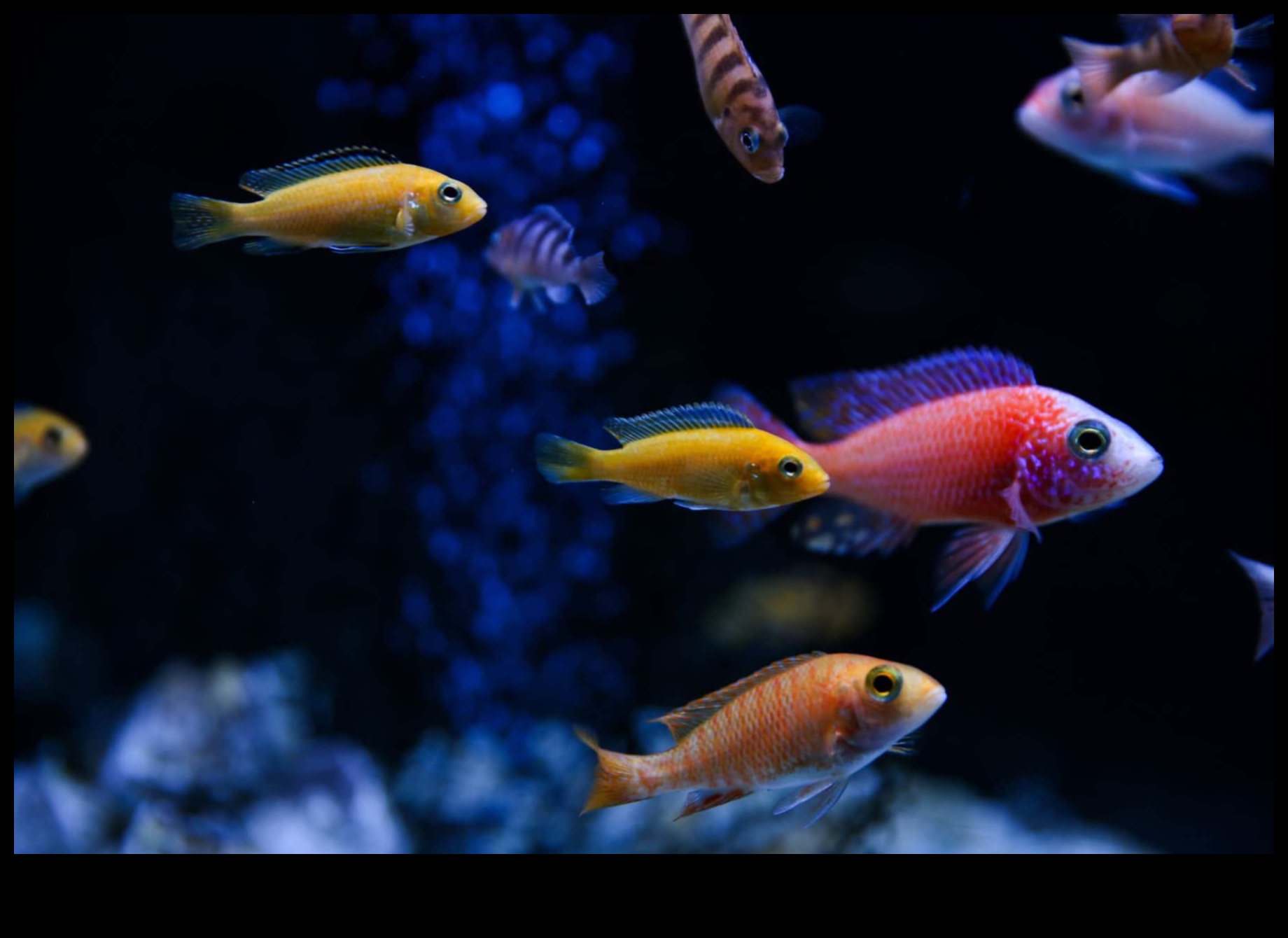 משמרת הלילה: הרגלים ליליים של דגים במים האפלים