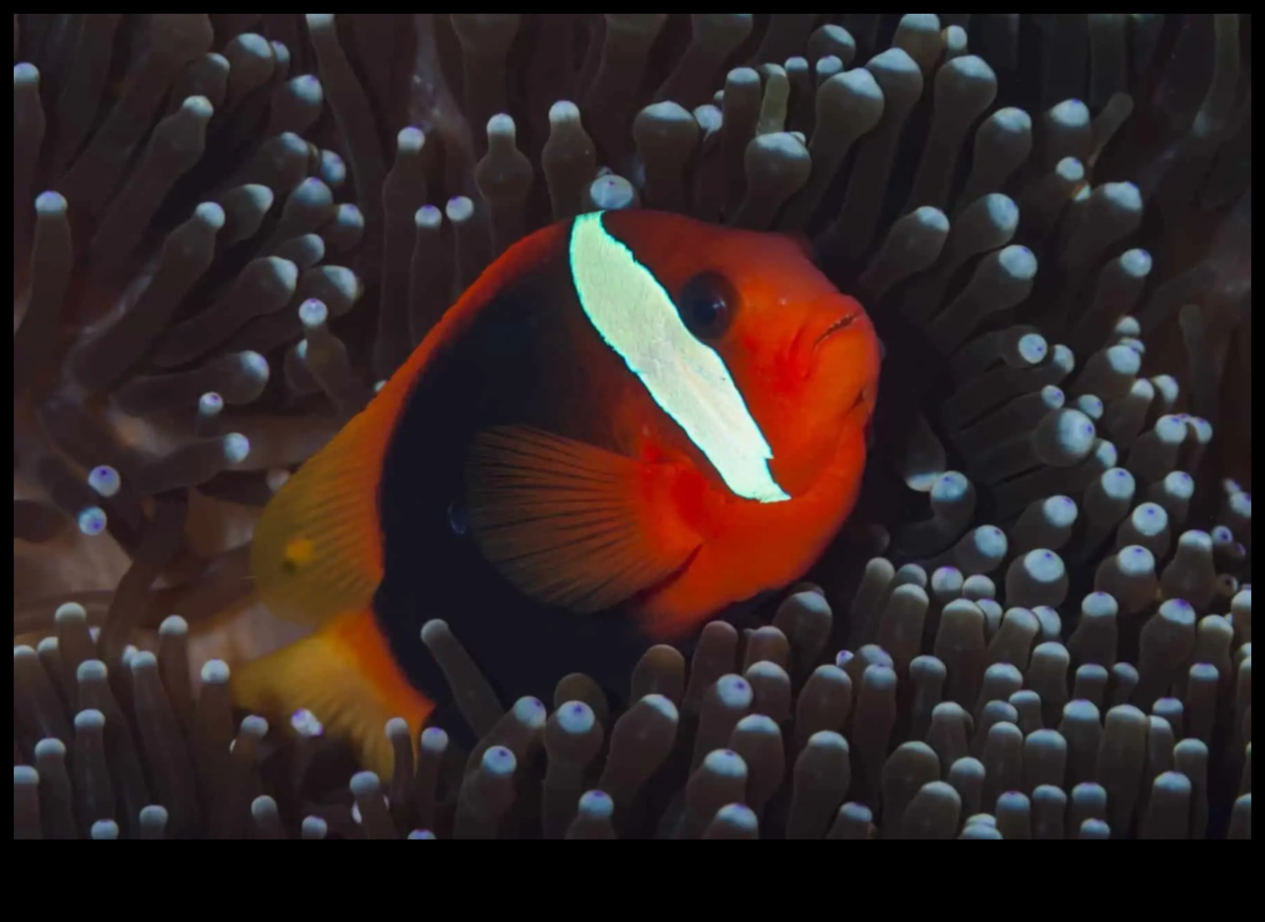 משמרת הלילה: הרגלים ליליים של דגים במים האפלים