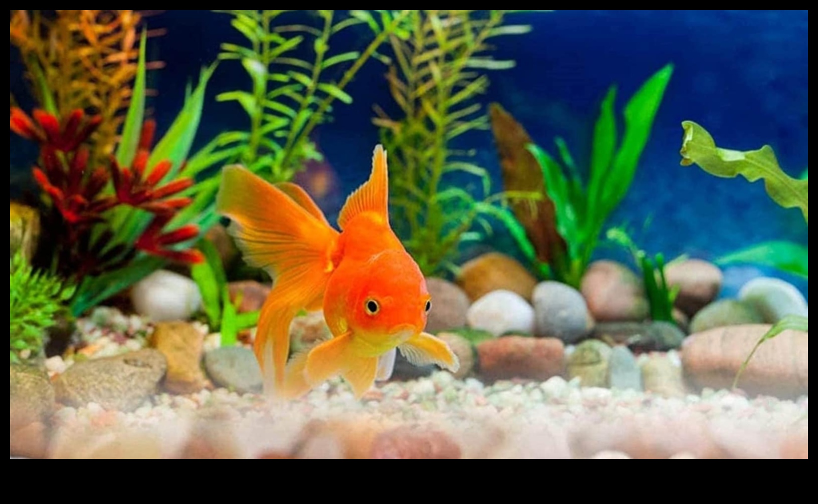 המשך קישוטי אקווה: שיפור האסתטיקה של הדגים שלך