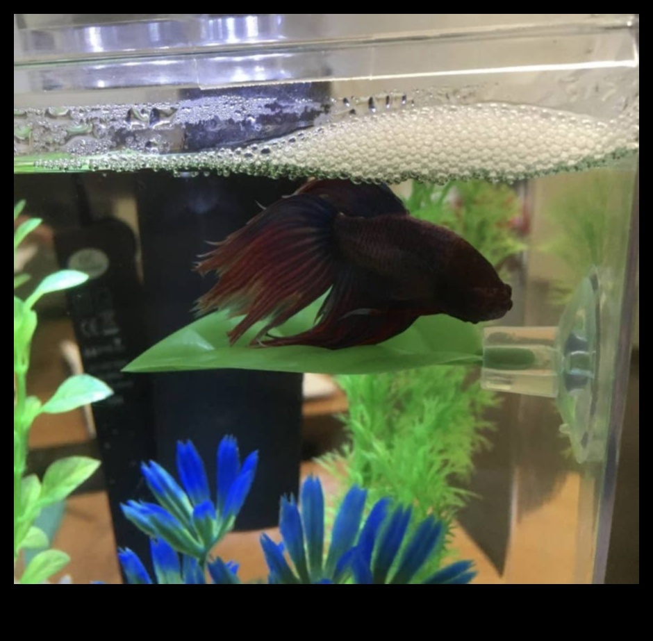 ממצאים בטעם סנפיר: אביזרים חובה עבור חיות המחמד שלך באקווריום