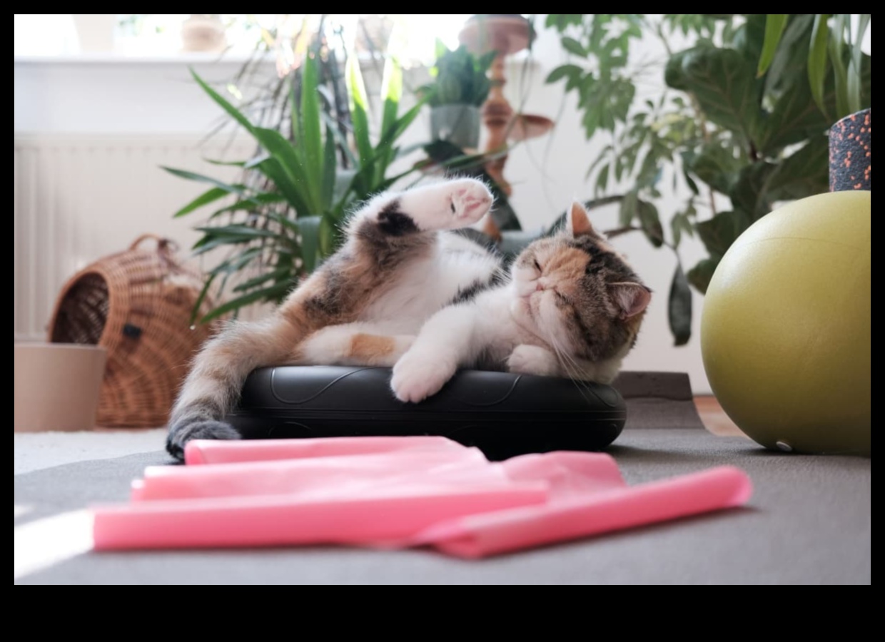 Cat Calisthenics: תרגילים מהנים כדי לשמור על החתול שלך זריז ומאושר