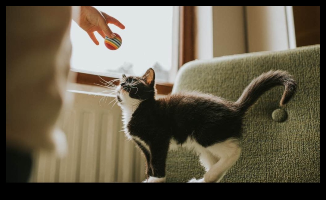 Cat Calisthenics: תרגילים מהנים כדי לשמור על החתול שלך זריז ומאושר