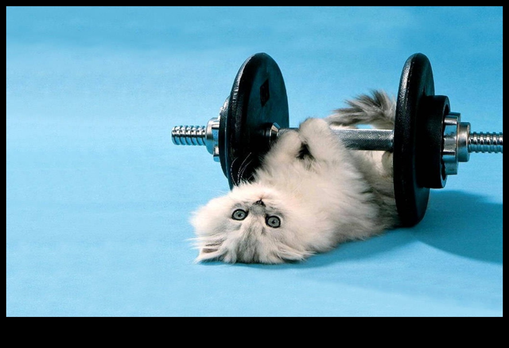 Cat Calisthenics: תרגילים מהנים כדי לשמור על החתול שלך זריז ומאושר