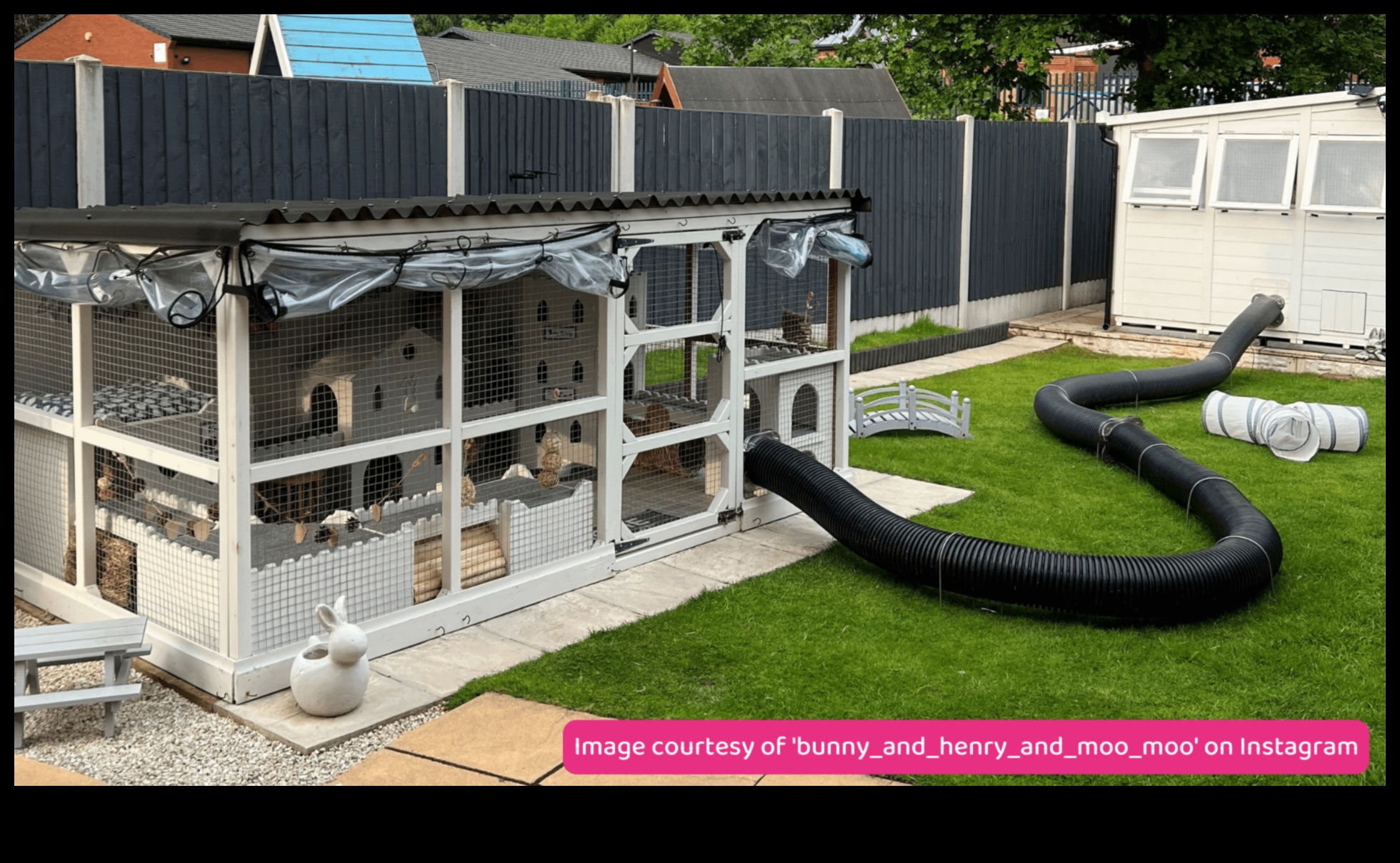 באני בליס: יצירת מרחבי חוץ בטוחים עבור ארנבות