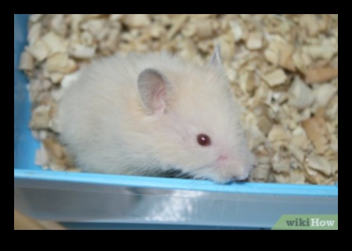 ההרמוניה של זמן משחק אוגר: ​​יצירת מרחב בטוח ומשמח