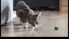 Cat Calisthenics: תרגילים מהנים כדי לשמור על החתול שלך זריז ומאושר