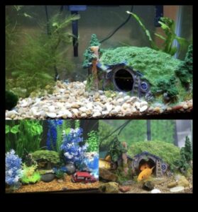 ממצאים בטעם סנפיר: אביזרים חובה עבור חיות המחמד שלך באקווריום