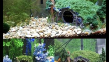 ממצאים בטעם סנפיר: אביזרים חובה עבור חיות המחמד שלך באקווריום