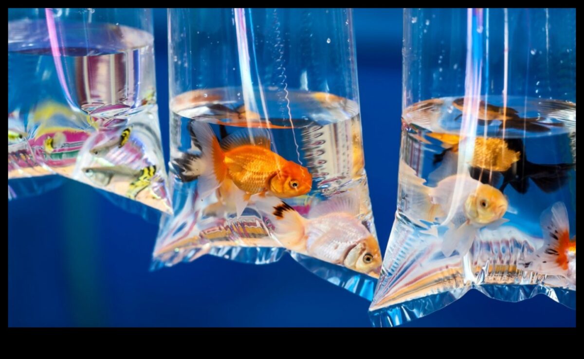 יריד הדגים: אירוח קרנבל באקווריום שלך