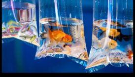 יריד הדגים: אירוח קרנבל באקווריום שלך