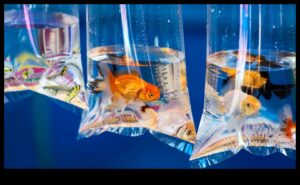 יריד הדגים: אירוח קרנבל באקווריום שלך