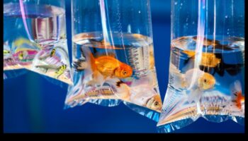 יריד הדגים: אירוח קרנבל באקווריום שלך