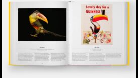 Winged Wonders: אביזר ציפור המחמד שלך לזוהר