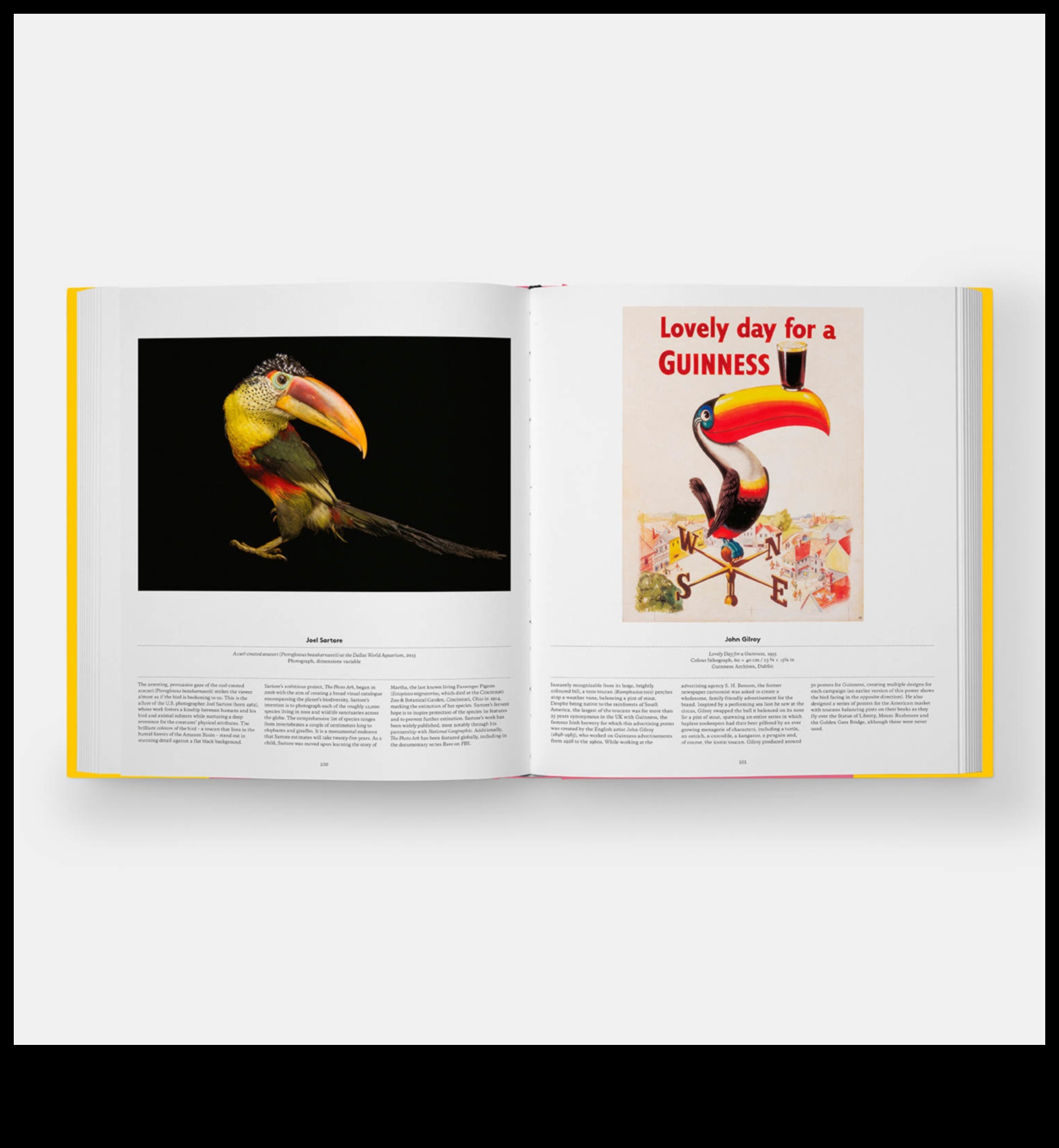 Winged Wonders: אביזר ציפור המחמד שלך לזוהר