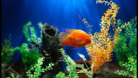 המשך קישוטי אקווה: שיפור האסתטיקה של הדגים שלך