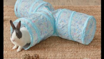 באני בליס: יצירת מרחבי חוץ בטוחים עבור ארנבות