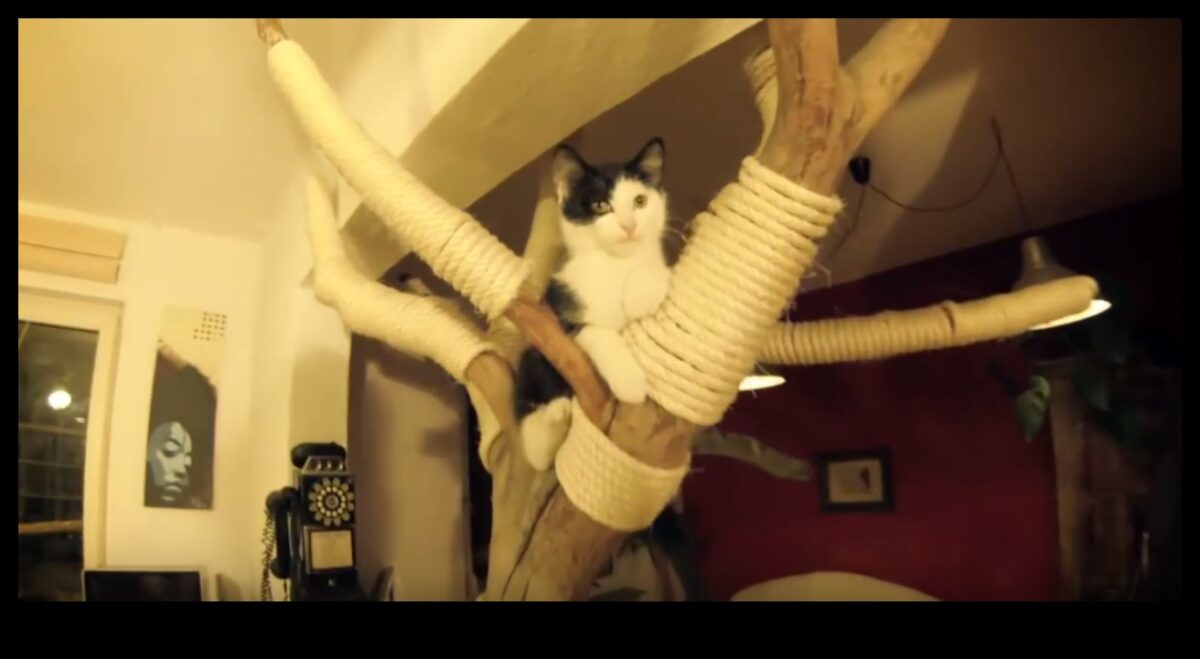 דירות חתולים: יצירת מרחבים אנכיים לחקר חתולים