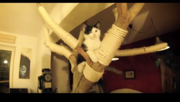 דירות חתולים: יצירת מרחבים אנכיים לחקר חתולים