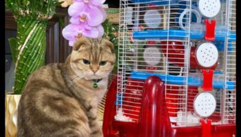 ההרמוניה של זמן משחק אוגר: ​​יצירת מרחב בטוח ומשמח