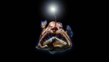 הצלילה העמוקה: הבנת הסודות של דגי ים עמוקים