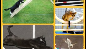 הרפתקאות זריזות: חקר עולם ספורט החתולים