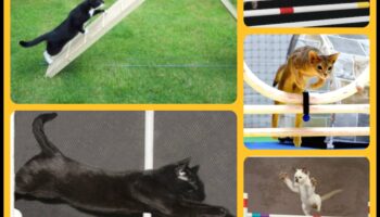 הרפתקאות זריזות: חקר עולם ספורט החתולים