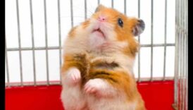 המשך טיפים לטיול באוגרים: הכנה למסעות ללא מתח