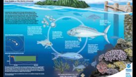 שימור בית גידול דגים: מאמצים להגנה על סביבות טבעיות