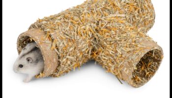 המשך מחבואי אוגרים: רעיונות קינון יצירתיים