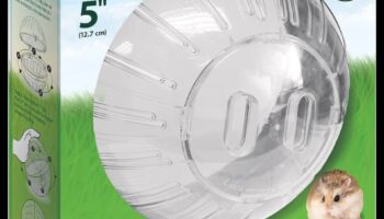 מעבר לכדור: אפשרויות תרגיל חלופיות עבור אוגרים