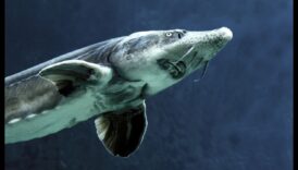 משמרת הלילה: הרגלים ליליים של דגים במים האפלים