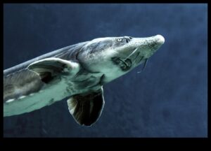 משמרת הלילה: הרגלים ליליים של דגים במים האפלים