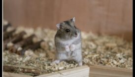 עצות סוציאליזציה של אוגרים: עידוד אינטראקציות חיוביות