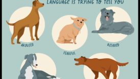 שיחות כלבים: הבנת קולות כלבים