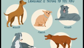 שיחות כלבים: הבנת קולות כלבים