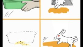 שיעורי אימון המלטה: ללמד את הארנב שלך הרגלים נכונים