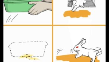 שיעורי אימון המלטה: ללמד את הארנב שלך הרגלים נכונים